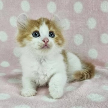 マンチカン【千葉県・男の子・2025年6月19日・レッドタビー&ホワイト（長毛）】の写真「反り耳のイケにゃんくん♡」