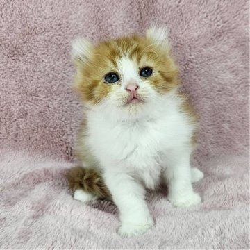 マンチカン(長足)【千葉県・男の子・2025年6月19日・レッドタビー&ホワイト（長毛）】の写真「反り耳のイケにゃん♡」