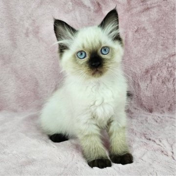 バーマン【千葉県・女の子・2025年4月27日・シールポイント（長毛）】の写真「美猫ちゃん♡」