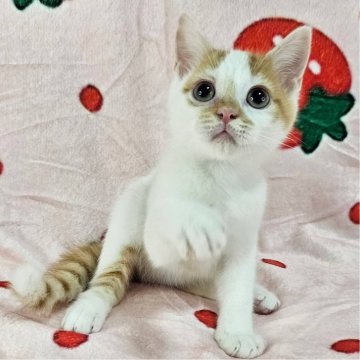 マンチカン(長足)【千葉県・男の子・2025年8月3日・レッドマッカレルタビー&ホワイト(短毛)】の写真「長足のイケにゃん♡」