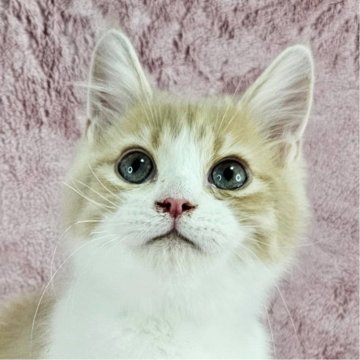 マンチカン【千葉県・男の子・2025年5月24日・クリーム&ホワイト（長毛）】の写真「イケにゃん♡」