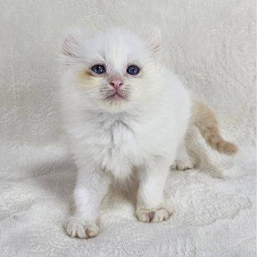 ドメスティックキャット【千葉県・男の子・2025年3月16日・レッドリンクスポイント（長毛）】の写真「反り耳のイケにゃん♡」