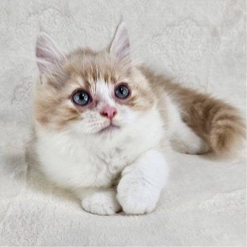 マンチカン(長足)【千葉県・男の子・2025年5月24日・クリーム&ホワイト（長毛）】の写真「プリプリ♡イケにゃん」