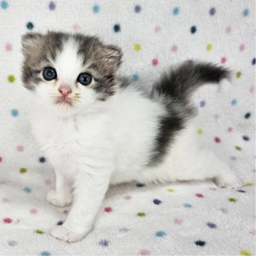 マンチカン(長足)【千葉県・男の子・2025年4月20日・ブルー&ホワイト（長毛）】の写真「可愛い長足くん♡」