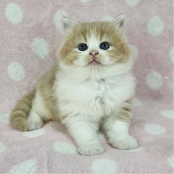 マンチカン(長足)【千葉県・男の子・2025年5月24日・レッド&ホワイト（長毛）】の写真「プリプリ♡イケにゃん」