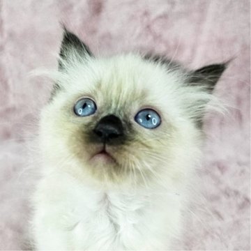 バーマン【千葉県・女の子・2025年4月27日・シールポイント（長毛）】の写真「美猫ちゃん♡」
