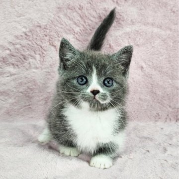 マンチカン(短足)【千葉県・女の子・2025年2月20日・ブルー&ホワイト（短毛）】の写真「超短足ちゃん♡」