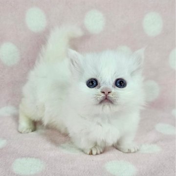 マンチカン(短足)【千葉県・男の子・2025年2月14日・ホワイト（長毛）】の写真「超短足のイケにゃん♡」
