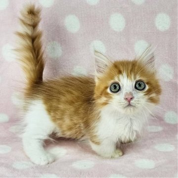 マンチカン(短足)【千葉県・男の子・2025年7月23日・レッドマッカレルタビー&ホワイト（長毛）】の写真「短足のイケにゃん♡」