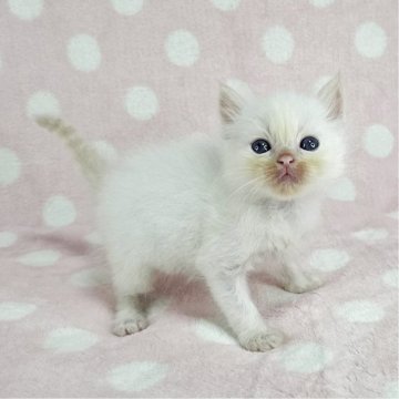 バーマン【千葉県・男の子・2025年4月27日・レッドポイント（長毛）】の写真「可愛いイケにゃん」