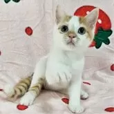 マンチカン(長足)