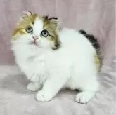 マンチカン(長足)【千葉県・女の子・2024年12月2日・キャリコ バン】の写真1