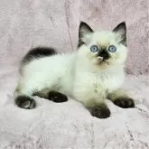 バーマン