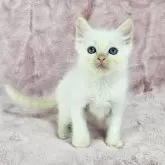 バーマン