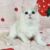 マンチカン(長足)