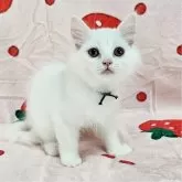 マンチカン(長足)