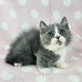 マンチカン(短足)【千葉県・男の子・2025年8月5日・ブルー&ホワイト】の写真2