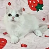 マンチカン(長足)【千葉県・女の子・2025年8月3日・シェーデッドクリーム】の写真2