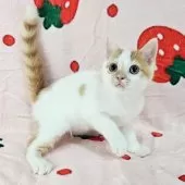 マンチカン(長足)【千葉県・男の子・2025年8月3日・レッドマッカレルタビー&ホワイト】の写真2