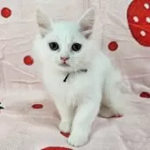 マンチカン(長足)【千葉県・女の子・2025年8月3日・ホワイト】の写真2