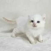 ドメスティックキャット【千葉県・男の子・2025年3月16日・レッドリンクスポイント】の写真2