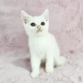 マンチカン(長足)【千葉県・女の子・2025年2月20日・ホワイト】の写真2