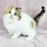 マンチカン(長足)【千葉県・女の子・2024年12月2日・キャリコ バン】の写真3