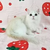 マンチカン(長足)【千葉県・女の子・2025年8月3日・シェーデッドクリーム】の写真3