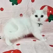 マンチカン(長足)【千葉県・女の子・2025年8月3日・ホワイト】の写真3