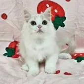 マンチカン(長足)【千葉県・女の子・2025年8月3日・シェーデッドクリーム】の写真4