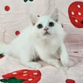 マンチカン(長足)【千葉県・女の子・2025年8月3日・ホワイト】の写真5