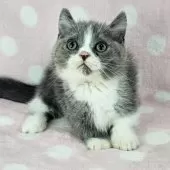 マンチカン(短足)【千葉県・男の子・2025年8月5日・ブルー&ホワイト】の写真5