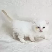 ドメスティックキャット【千葉県・男の子・2025年3月16日・レッドリンクスポイント】の写真5