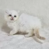 ドメスティックキャット【千葉県・男の子・2025年3月16日・レッドリンクスポイント】の写真6