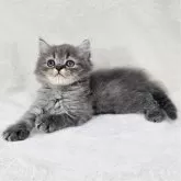 マンチカン(長足)【千葉県・男の子・2025年3月29日・ブルータビー】の写真6