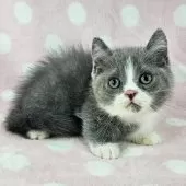 マンチカン(短足)【千葉県・男の子・2025年8月5日・ブルー&ホワイト】の写真6