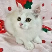 マンチカン(長足)【千葉県・女の子・2025年8月3日・シェーデッドクリーム】の写真6