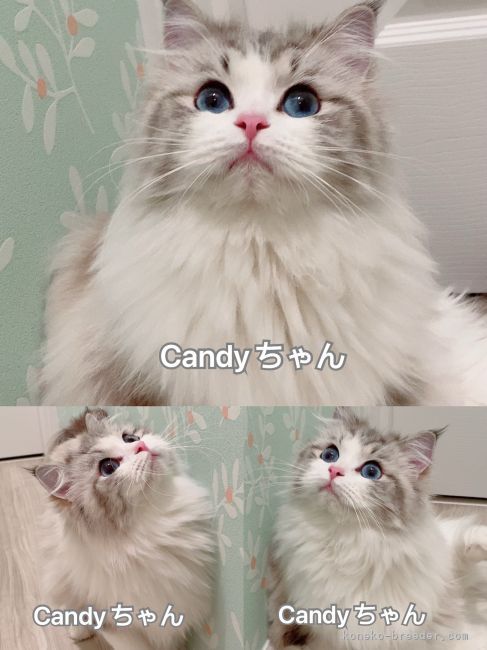 ラグドール 女の子 Candy｜金　暁俊(きん　あきとし)ブリーダー(茨城県・ラグドールなど・CFA/ICC/KCC登録)の紹介写真10