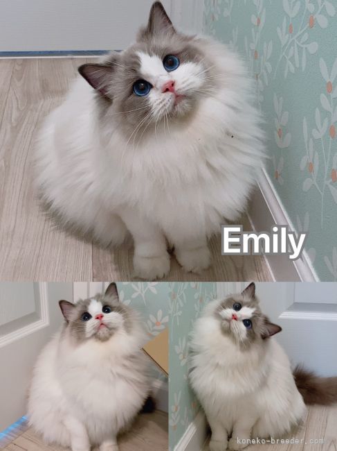 Emily 深いブルー目 童顔 爆毛いでんしを持っている女の子｜金　暁俊(きん　あきとし)ブリーダー(茨城県・ラグドールなど・CFA/ICC/KCC登録)の紹介写真9