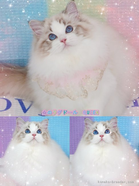 金暁俊ブリーダーのブログ：QUEENちゃん 6.5months