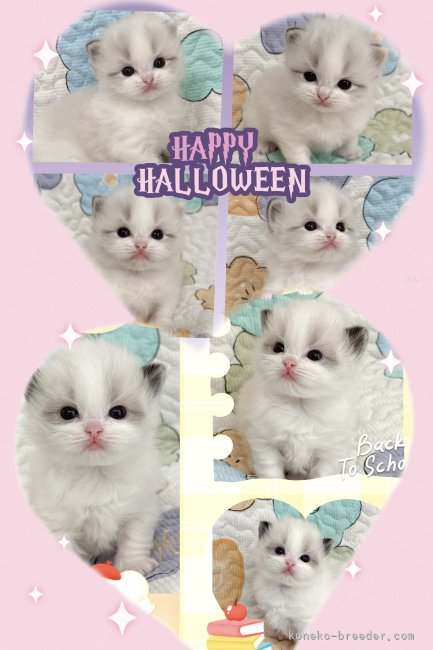 金暁俊ブリーダーのブログ：ハッピーハロウィン🎃🐱