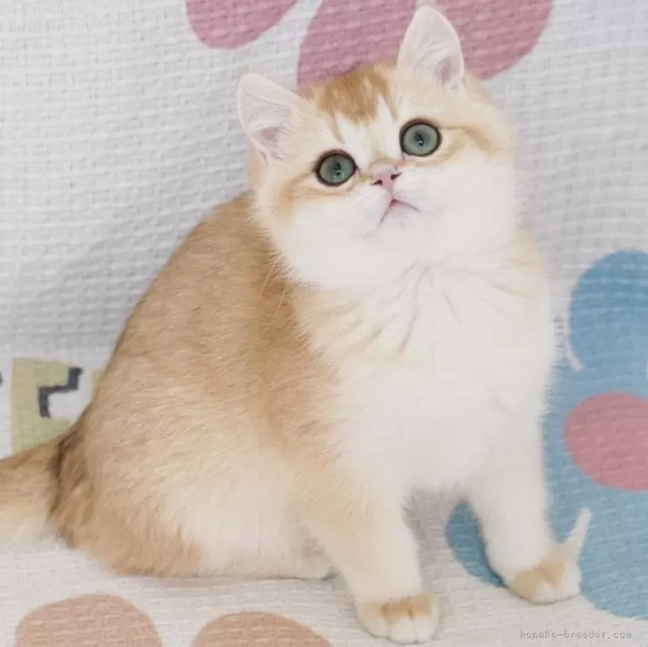 ID：2402-02040の子猫
