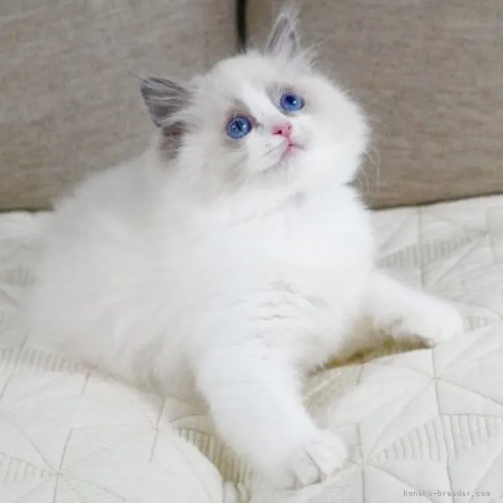 ID：2305-02669の子猫