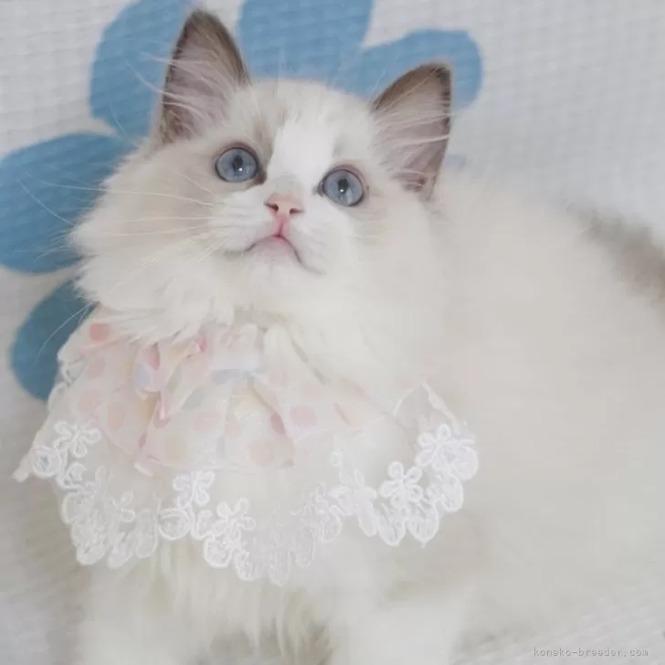 ID:2409-01133の子猫