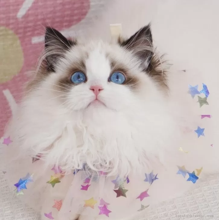 ID：2407-03446の子猫