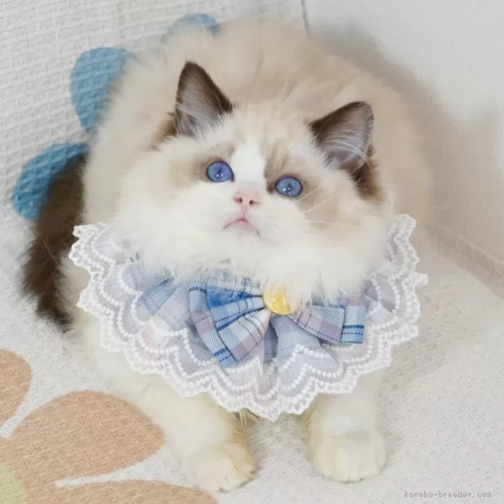 ID:2401-01365の子猫