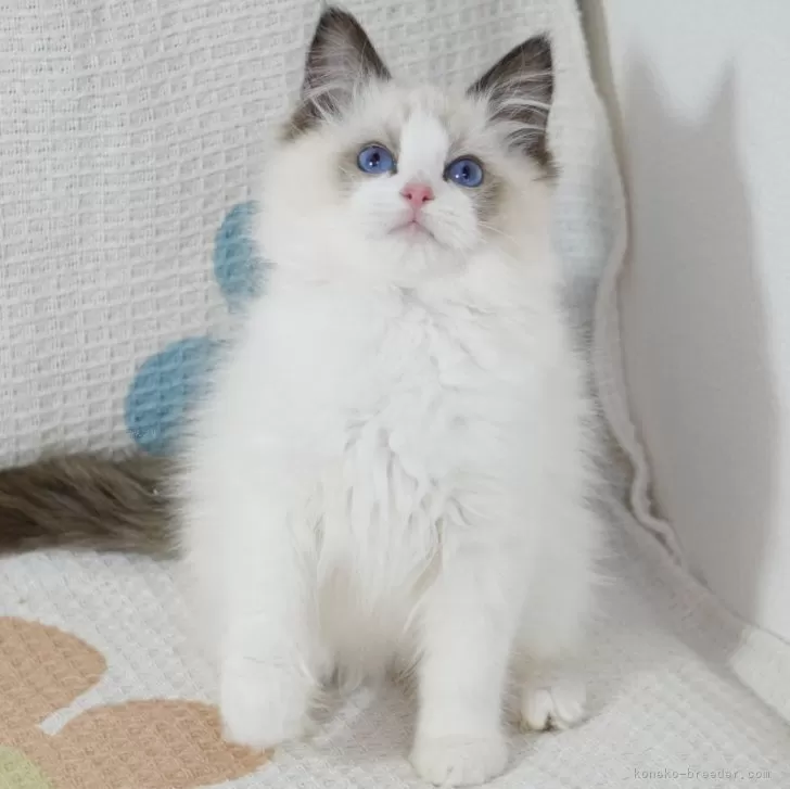ID:2312-00654の子猫