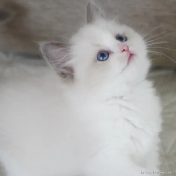 ID:2308-00682の子猫