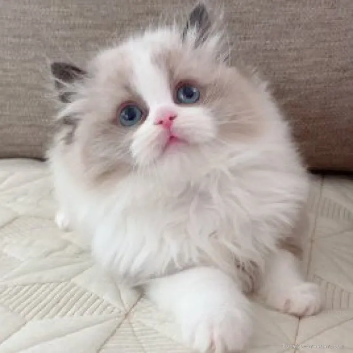 ID：2303-02251の子猫