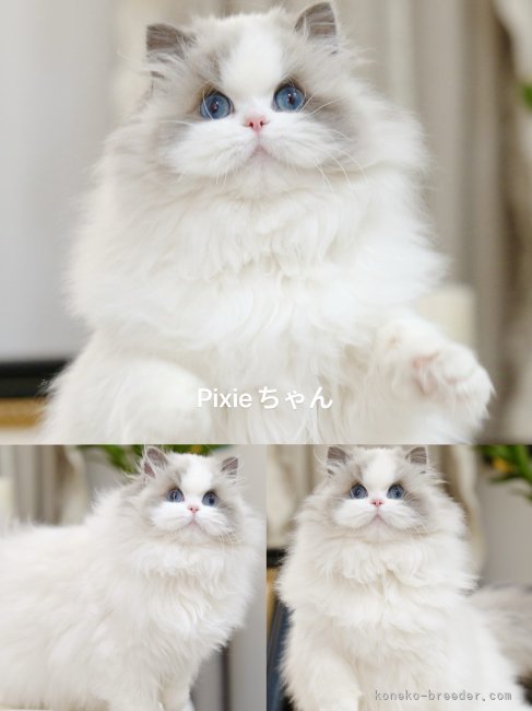ラグドール【・女の子・2024年5月6日・ブルーポイントバイカラー】